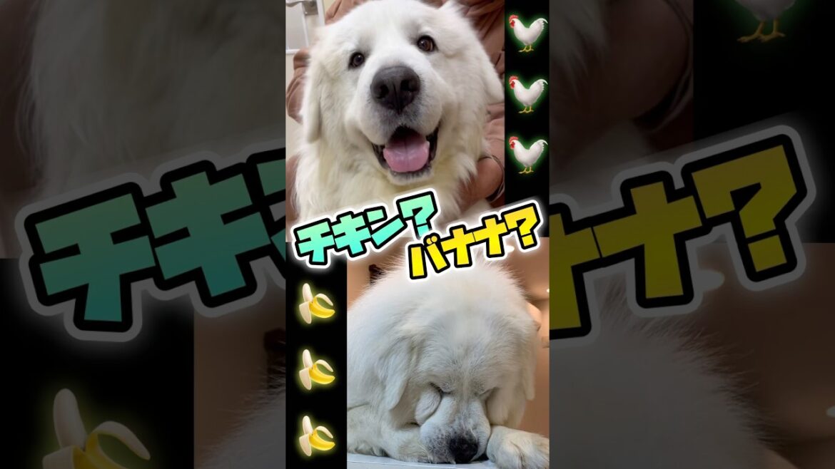 チキン🐓バナナ🍌と超大型犬グレートピレニーズ🐻‍❄️✨(chicken banana w/greatpyrenees🐓🍌🐻‍❄️✨) #shorts