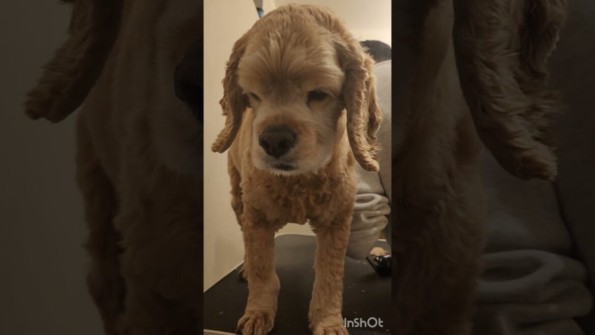 最後の砦はダイエット？ #shorts #アメリカンコッカースパニエル #アメコカ