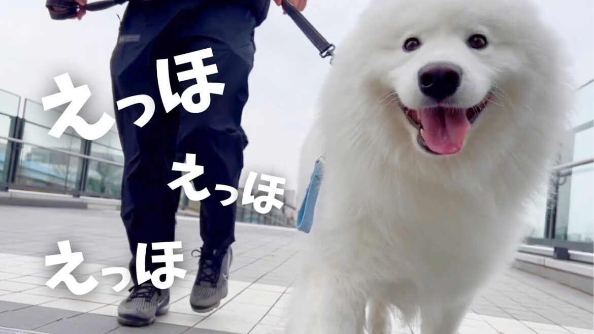 サモエドが豊洲のみんなをメロメロにした日