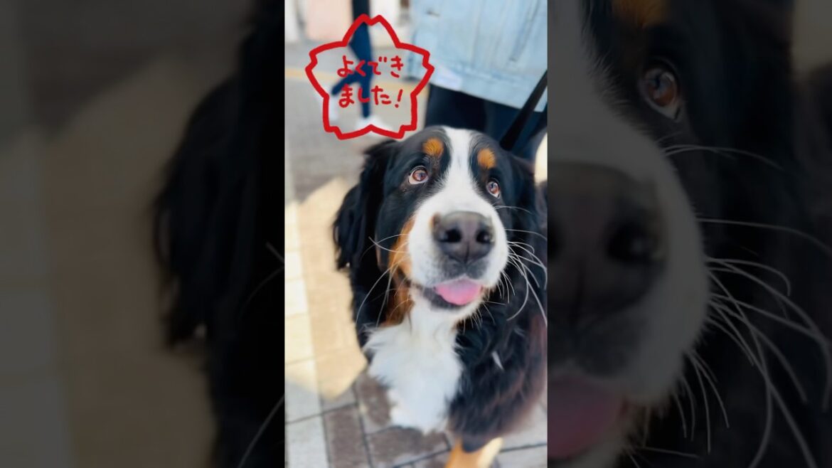 バーニーズが飼い主を駅までお見送り🐾「いってらっしゃい」できるかな⁉️