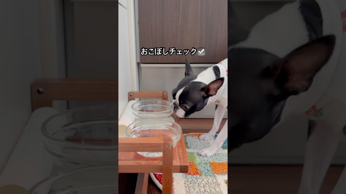 おはよう！メルの朝ごはん #ボストンテリア #ボステリ #bostonterrier