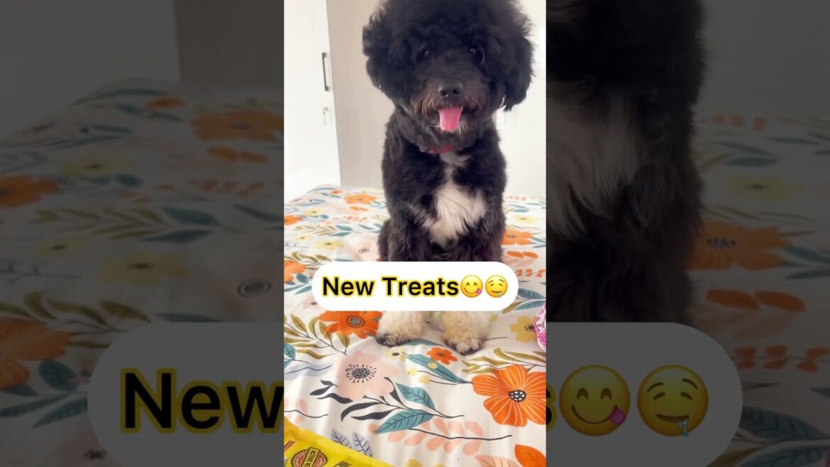 Trying out some new treats from Amazon#dog #lhasaapso #shorts #viralvideo |Furry Tails TV