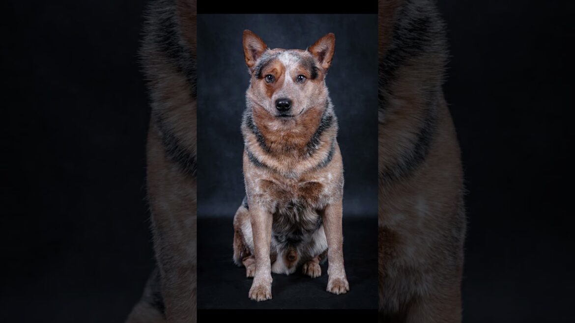 Australian Cattle Dog – Dog Photography Portrait – Dog breed no.7 Australian Cattle Dog - Dog Photography Portrait - Dog breed no.7