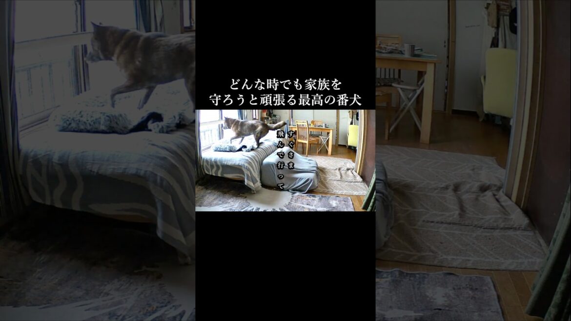 いつでもどんな時でも家族を守ろうと頑張る甲斐犬　#甲斐犬 #柴犬 #youtubeshorts