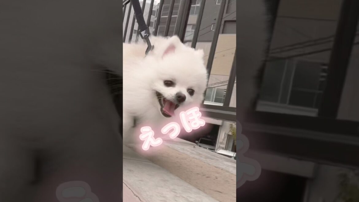 えっほえっほ！アンパンマンは粒あんって伝えなきゃ！#ポメラニアン #pomeranian #포메라니안 #かわいい犬 #エッホエッホ