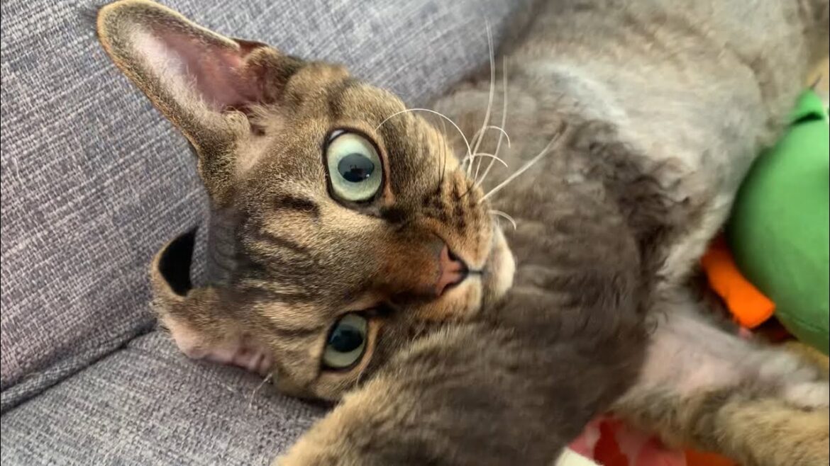 デボンレックス弟が朝ご飯のあとくつろいでいます(Devon Rex cat relaxed after breakfast)