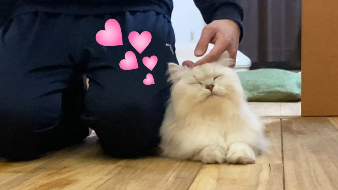 ツンデレ猫が甘えるとき【暴れ猫 ペルシャ猫】 ツンデレ猫が甘えるとき【暴れ猫 ペルシャ猫】