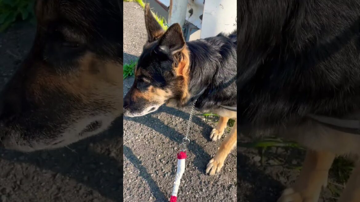 見つめ悩むシェパードLena #gsd #germanshepherd #shepherd #シェパード #大型犬 #野良猫 #散歩