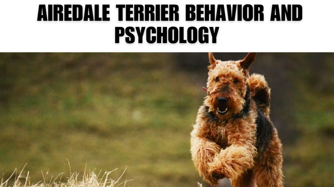 エアデール・テリアの行動と心理 | 興味深い事実 | The Beast World