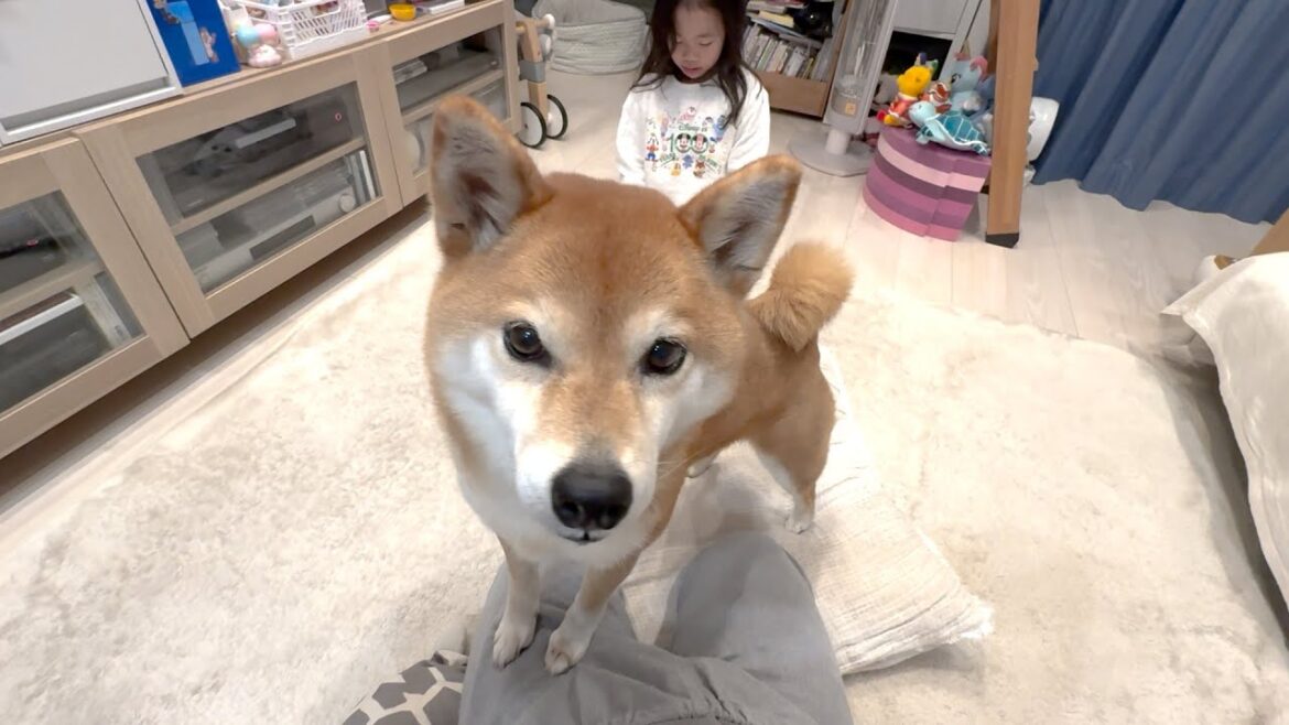 ６歳娘を叱ったら柴犬が止めに来ました