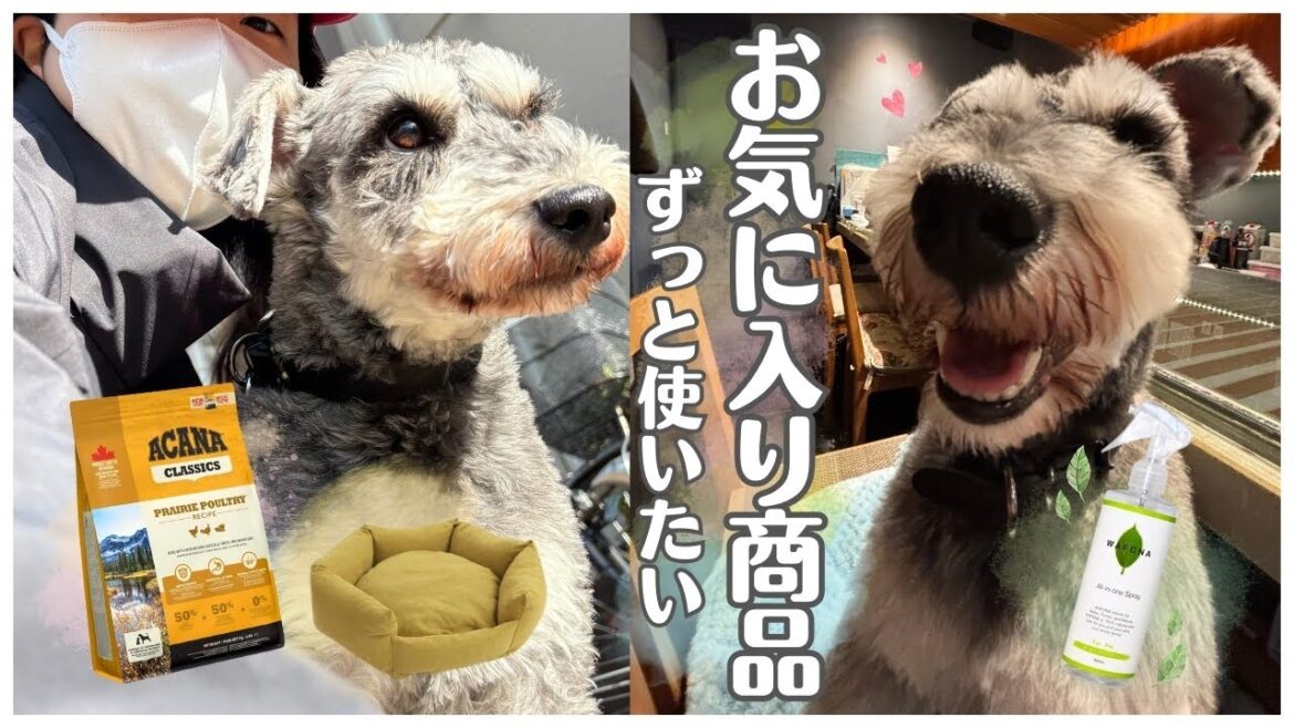 🐶お気に入り商品３選【ミニチュアシュナウザー】無印良品🛌アカナドッグフード🍗WAFONA🍀