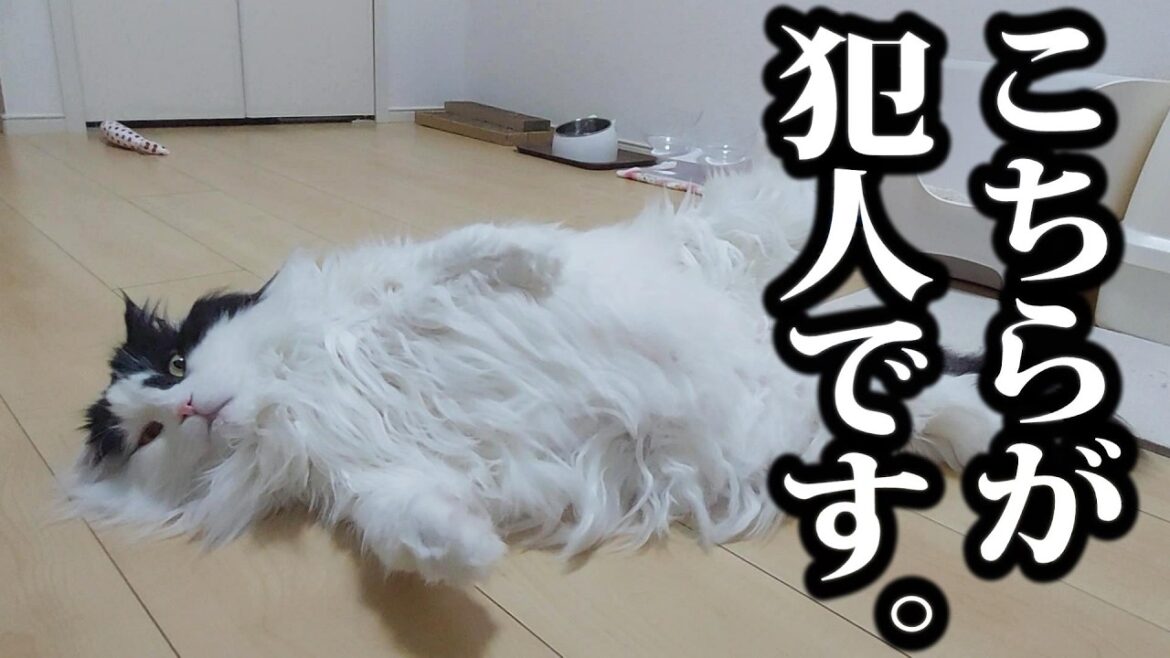 【驚愕】猫の放屁にドン引きする飼い主たち…。#スコティッシュフォールド#保護猫 【驚愕】猫の放屁にドン引きする飼い主たち...。#スコティッシュフォールド#保護猫