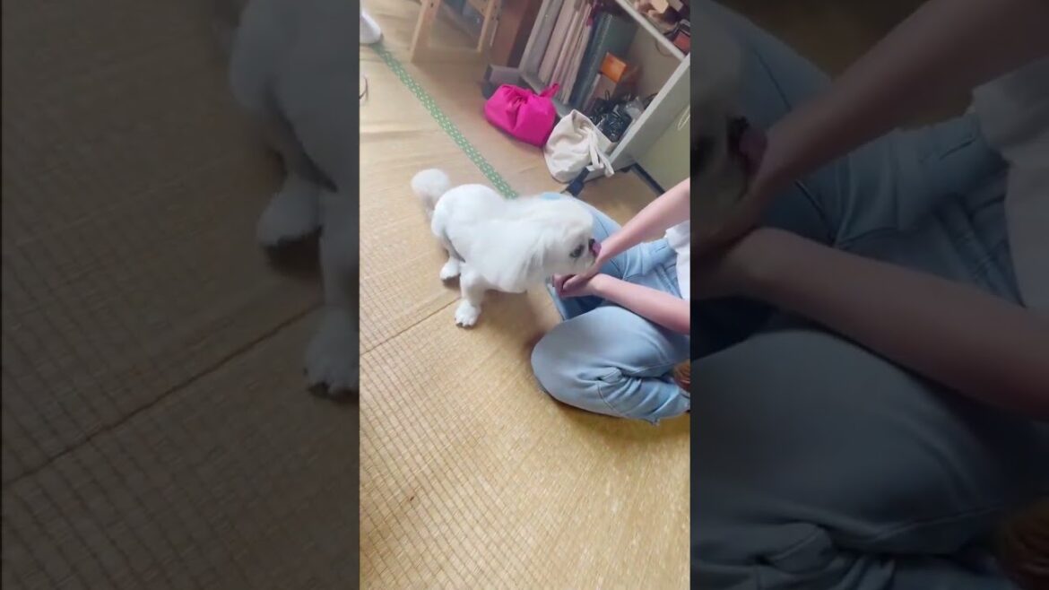 散歩担当が帰ってきて大喜びの仔ペキニーズ #ペキニーズ #pekinese #子犬