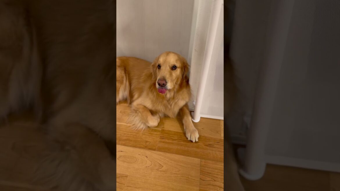 この舌反則です…！可愛さ全開ゴールデンレトリバー！