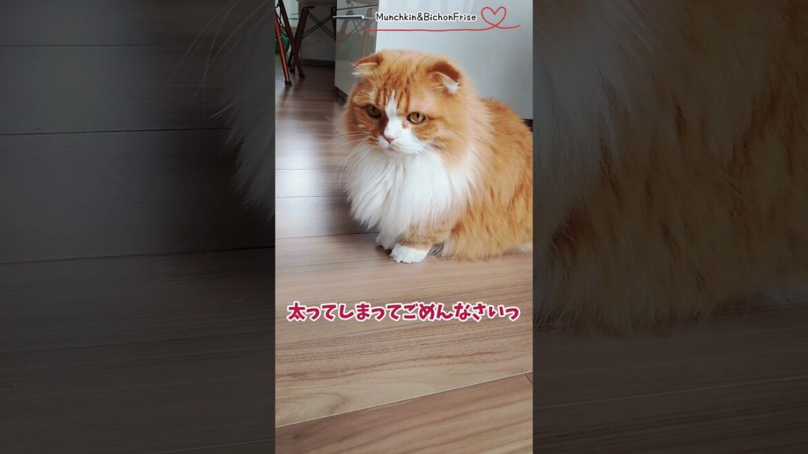 【マンチカン】太ってしまった女王猫 【犬と猫、両方飼ってると毎日かわいい♥】