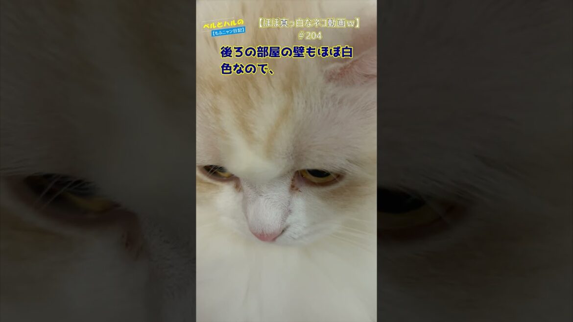 【ほぼ真っ白なネコどうがｗ】（204）＃cat＃セルカークレックス＃モフモフ＃ねこ＃長毛＃白猫