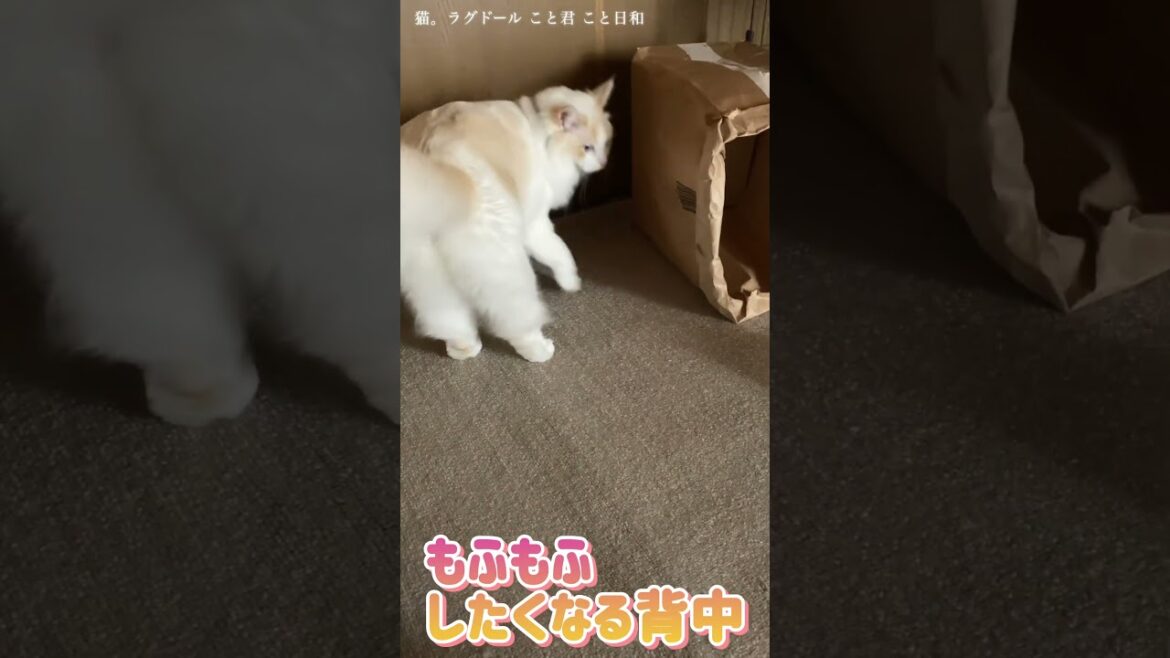 猫。もふもふしたくなる背中！#shorts