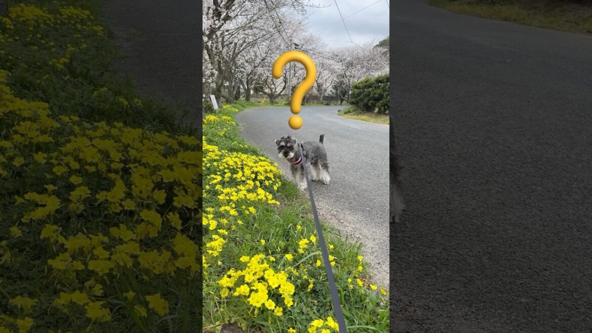 【ミニチュアシュナウザー】オレ専用【桜ロード】🌸🐕‍🦺✨#bonjovi #ミニシュナ部 #桜満開 #散歩好き #ミニシュナ #犬好きさんと繋がりたい #お散歩 #犬のいる生活 #田舎暮らし