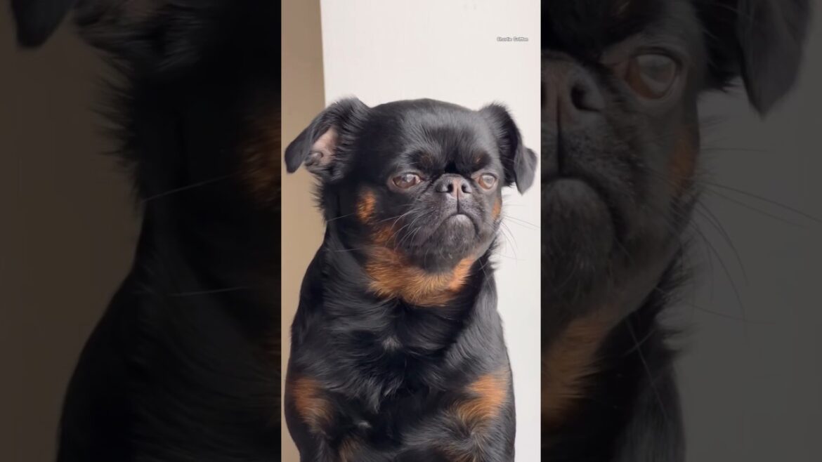😎 Charlie Saw It, Charlie Says It ! 🐶 shorts #dog #funny #reaction #charlie #funnyreaction