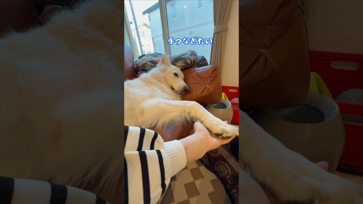 手をつないで寝たい大型犬【ホワイトシェパード】　#shorts