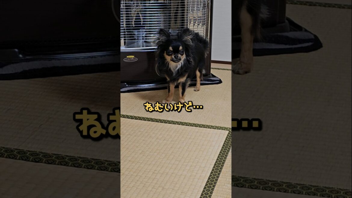 【眠いチワワの訴え】#チワワのチロルくん #ロングコートチワワ #かわいい