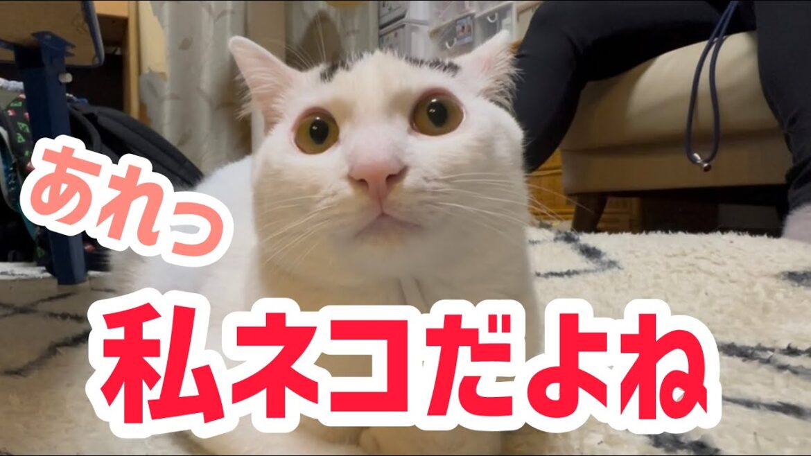 お手、タッチがだんだん猫パンチになるミルねーさん。#保護猫 #ねこ #ミルねーさん #ミルねーさん