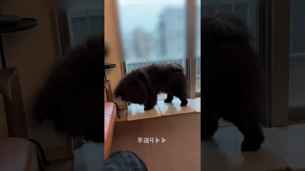 こだわりすぎた寝床がこちら【チャウチャウ】【多頭飼い】【大型犬】＃Shorts