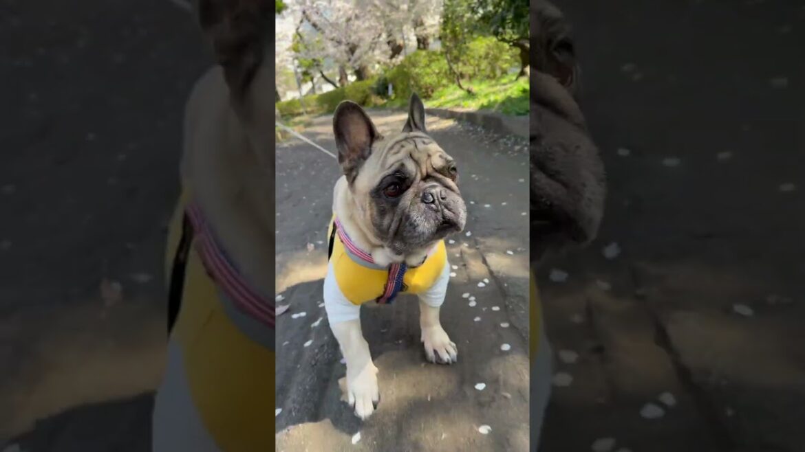 桜見てきたよ🌸フレンチブルドッグの看板犬ぶーちゃん#shorts