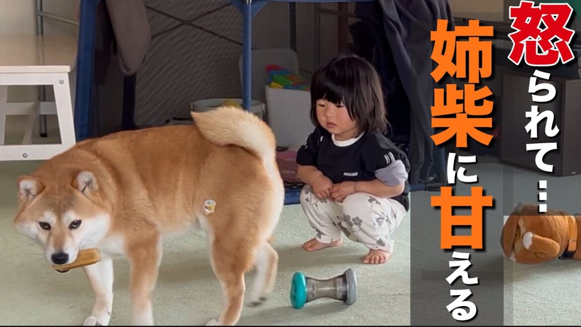 パパに怒られた１歳児。反省した表情から一変、柴犬に甘えて爆笑する