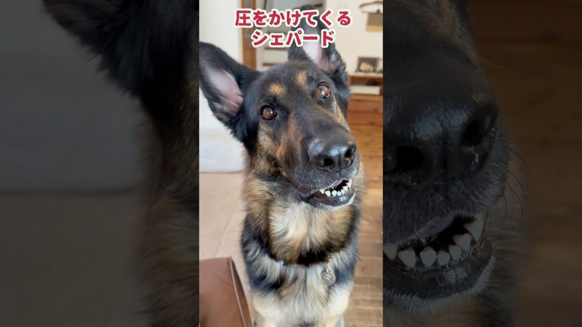 【かわいい🩷シェパード】 #germanshepherd #可愛い #シェパードかわいい #gsd #大型犬のいる生活