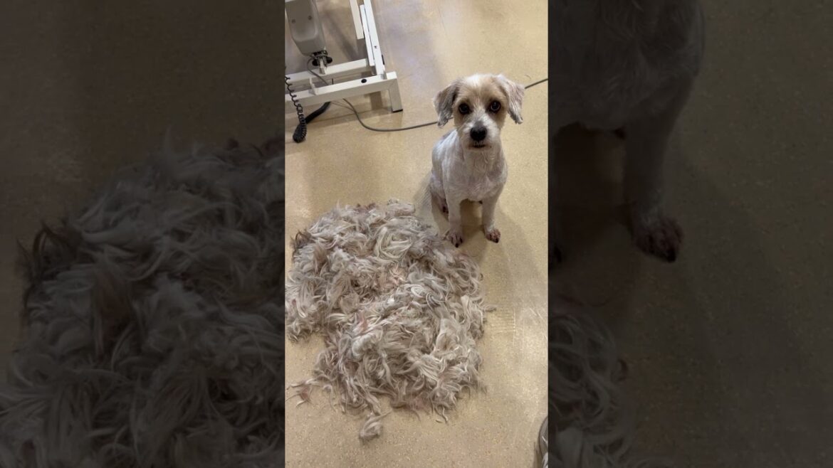 Vom Zottel zur Schönheit – Tibet Terrier im Hundesalo #grooming #shortsfeed #dog #pets #animals