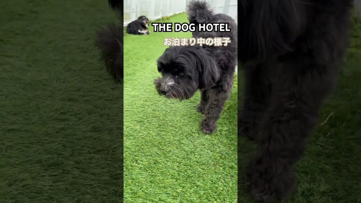 2025/4/3THE DOG HOTEL くろまるくん