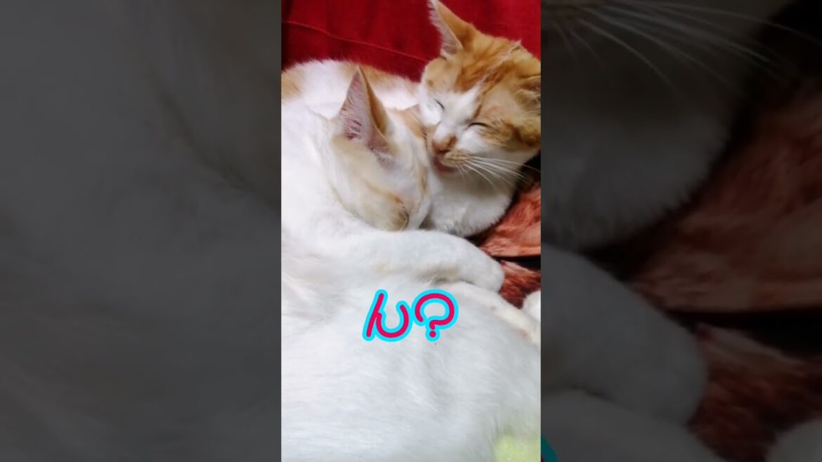 【ねこ動画】グルーミング中に足蹴りされる母猫😿 #shorts #猫 #ねこ親子