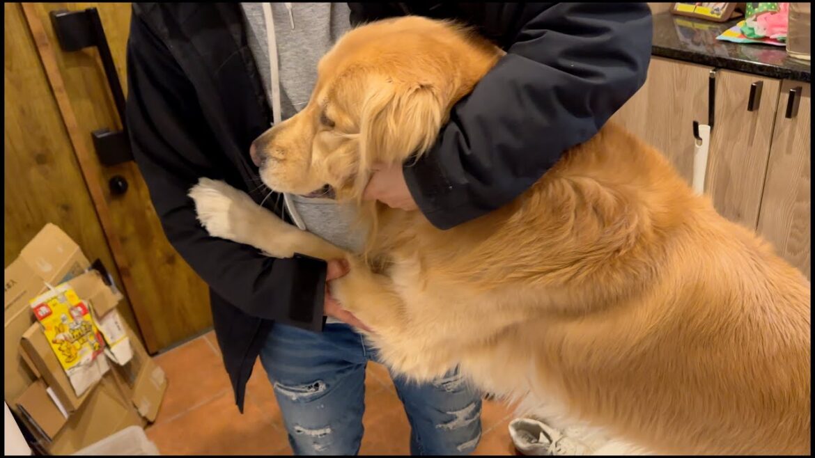 パパが帰って来た瞬間、今日寂しかったことを全力で報告に行く愛犬