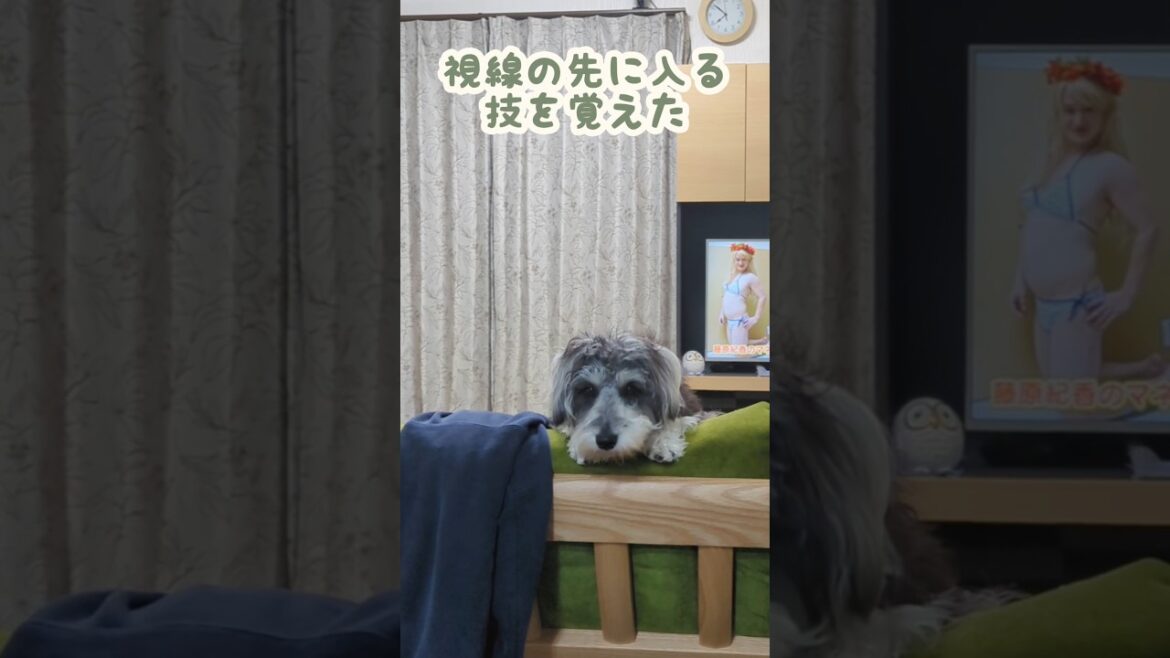 注目を集めたいミニシュナ #miniatureschnauzer #schnauzer #dog #シュナウザー #ミニチュアシュナウザー #犬のいる暮らし