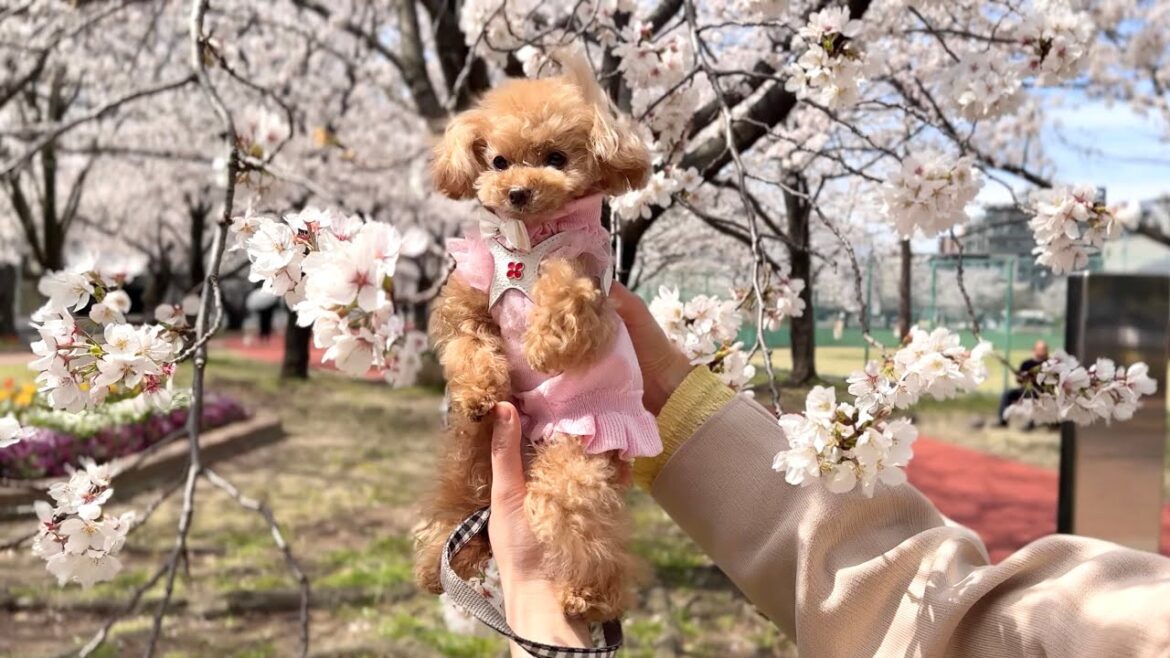 お喋り犬が桜のトンネルを駆け抜ける！もはやぬいぐるみ？(笑)【トイプードルのコロン】