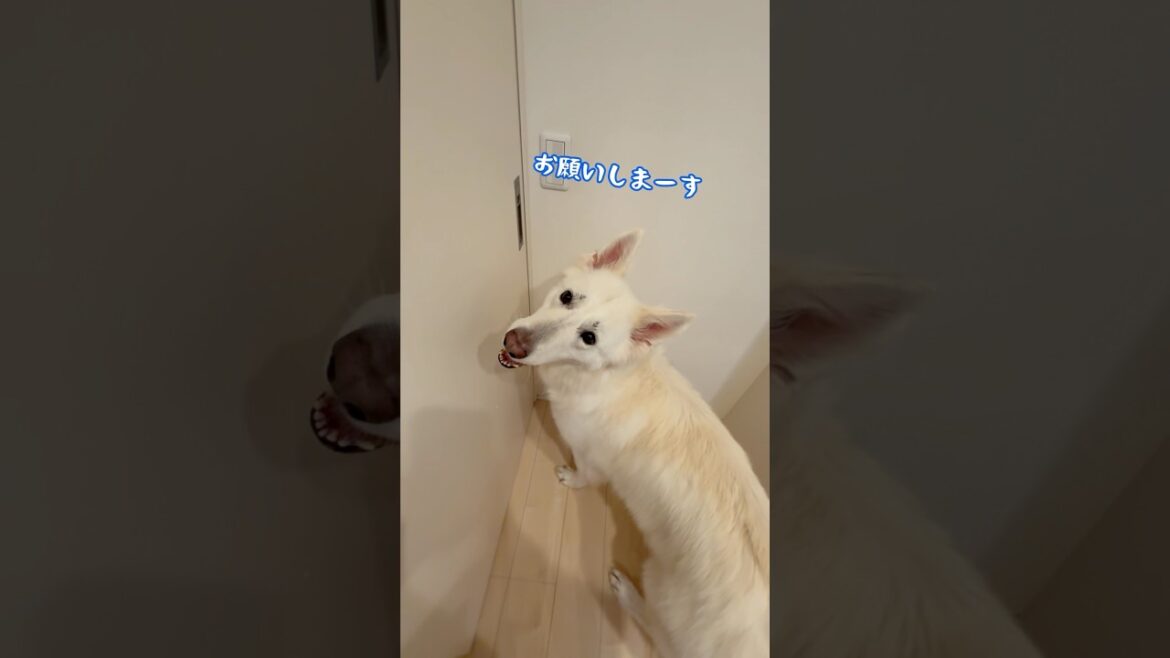 シャンプー後のドライヤーはドアの方を向いてる大型犬【ホワイトシェパード】　#shorts