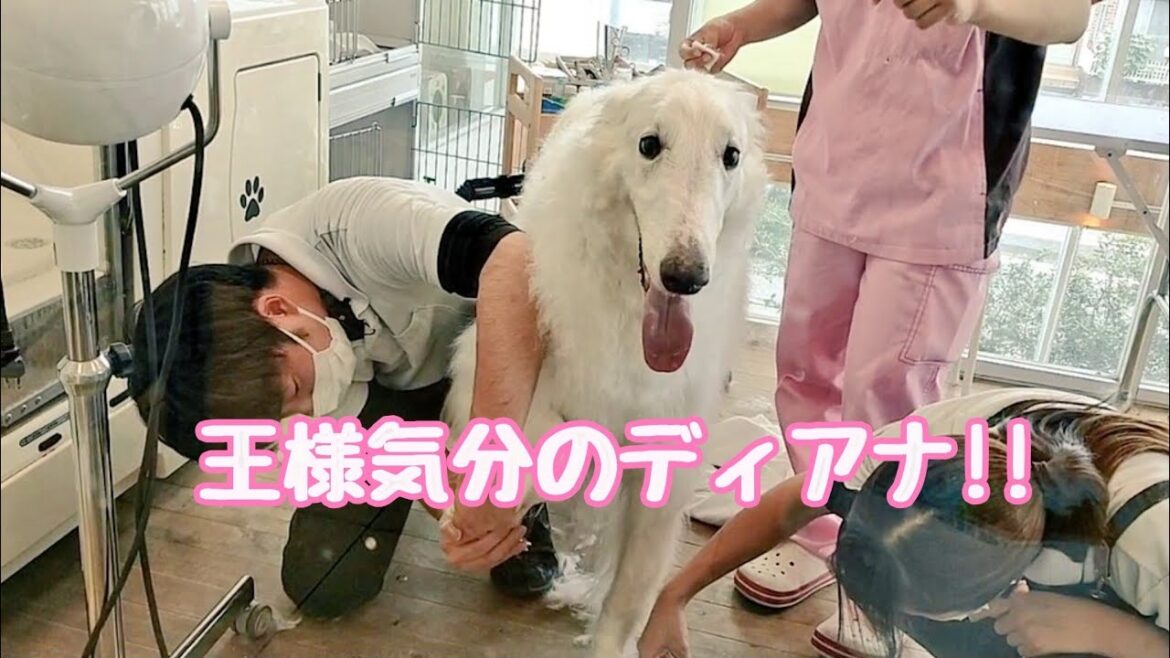 トリミング で 王様のような扱いを受けて勘違いするボルゾイww