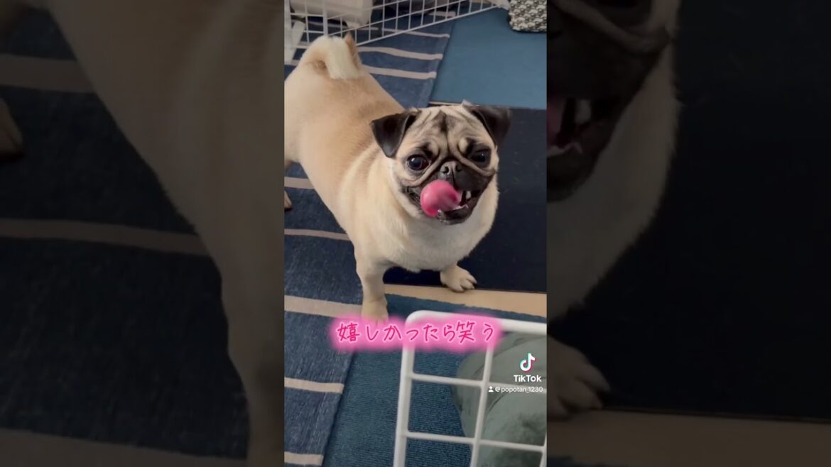 眠くなったら寝る#パグ #犬 #犬のいる生活 #pug #shorts
