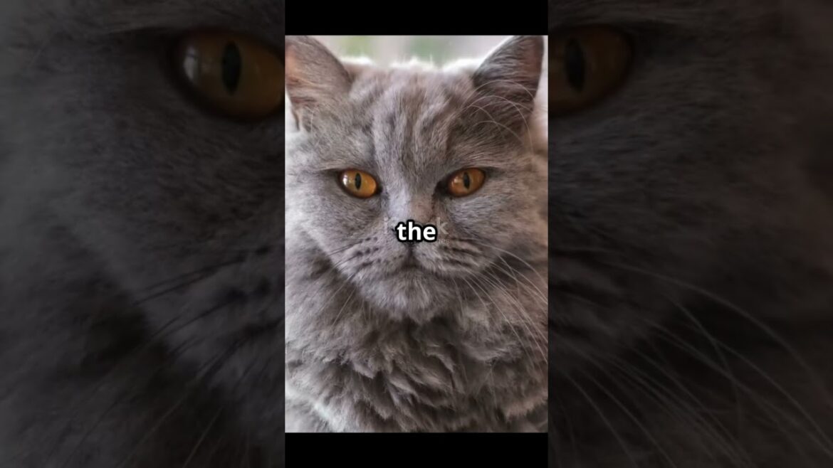 Top 10 Cat Breeds with the Cutest Personalities #cat #beachballs #ballbonanza #funny #beachequipment