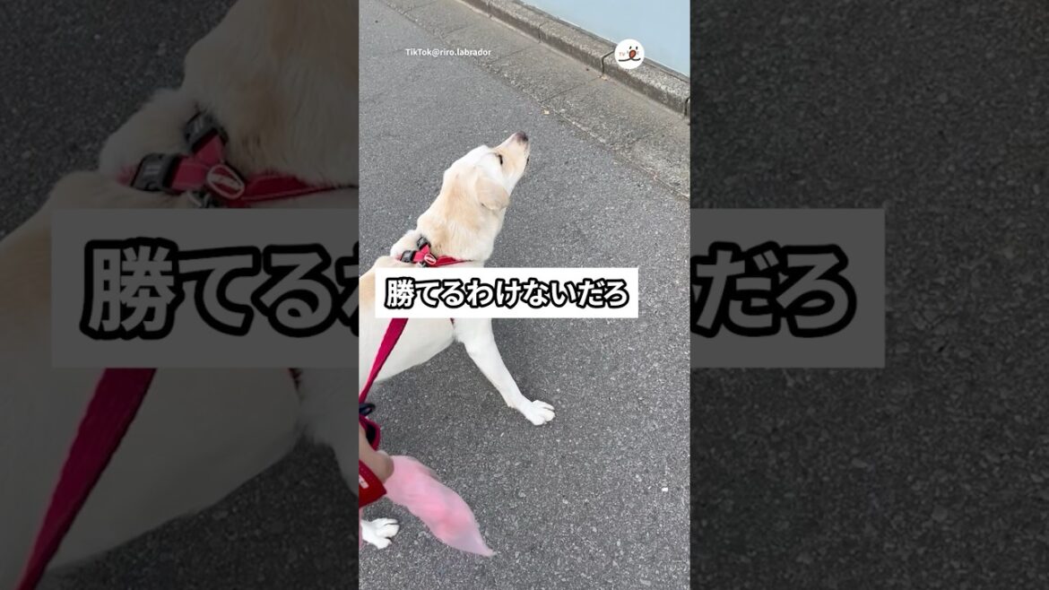 ケンカ売る相手間違えてる🔥|PECO ケンカ売る相手間違えてる🔥|PECO