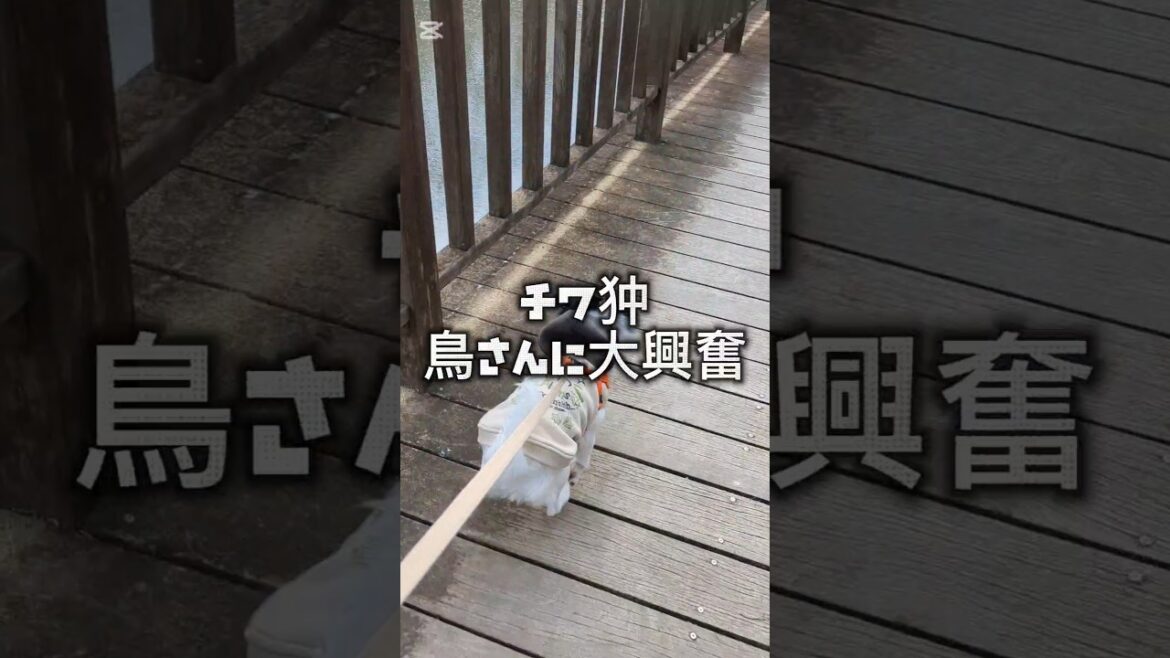 鳥さんを見て大興奮なチワ狆#ミックス犬 #狆チワ #犬のいる暮らし #鳥