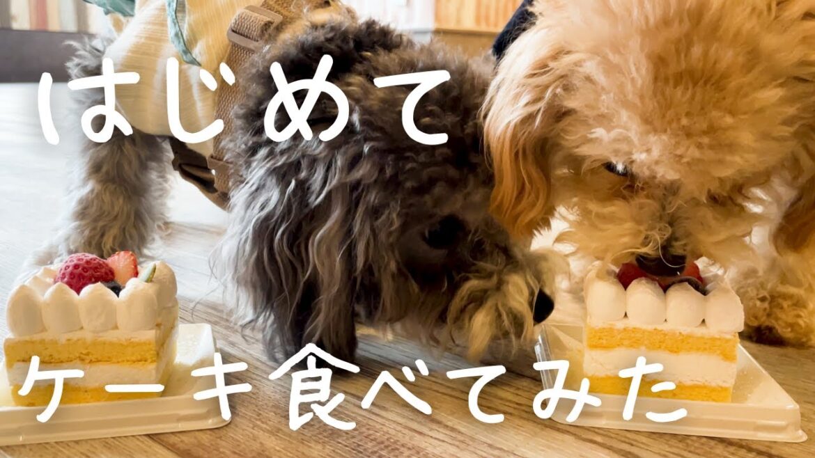 誕生月なのでケーキを食べさせてみた【トイプードル】