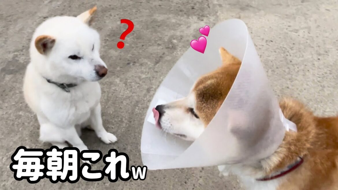 【笑太郎大仕事でた！】柴犬６匹の毎朝の様子がかわいい♪