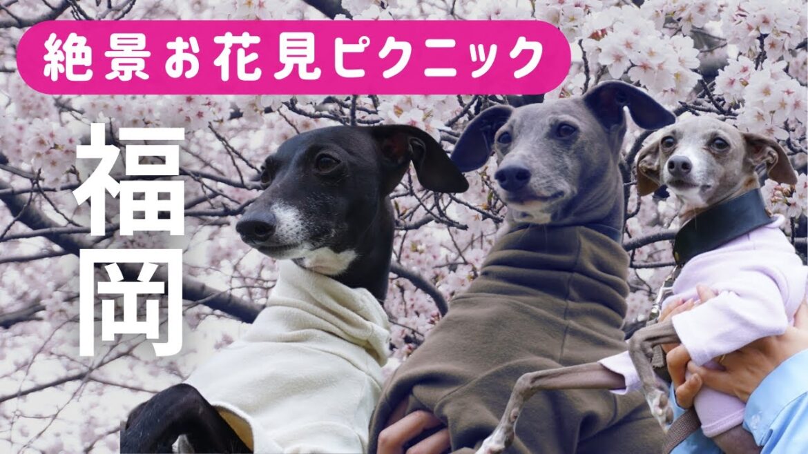 【イタグレ】絶景お花見ピクニックに行ってきたよ！in福岡