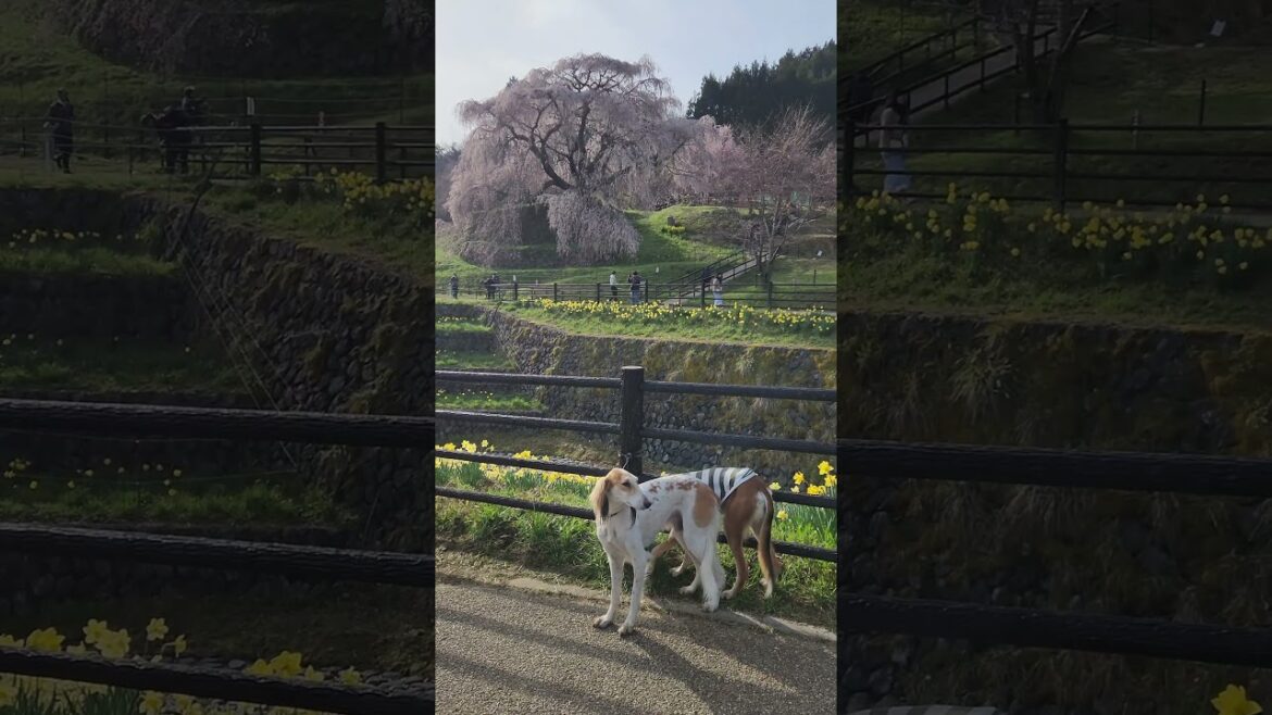 又兵衛桜　#shorts #サルーキ #犬 #saluki #sighthound #dog