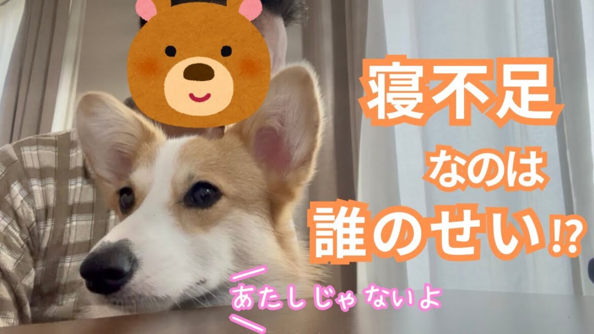 【第141話】寝不足なのはあなたのせい…【コーギー犬】