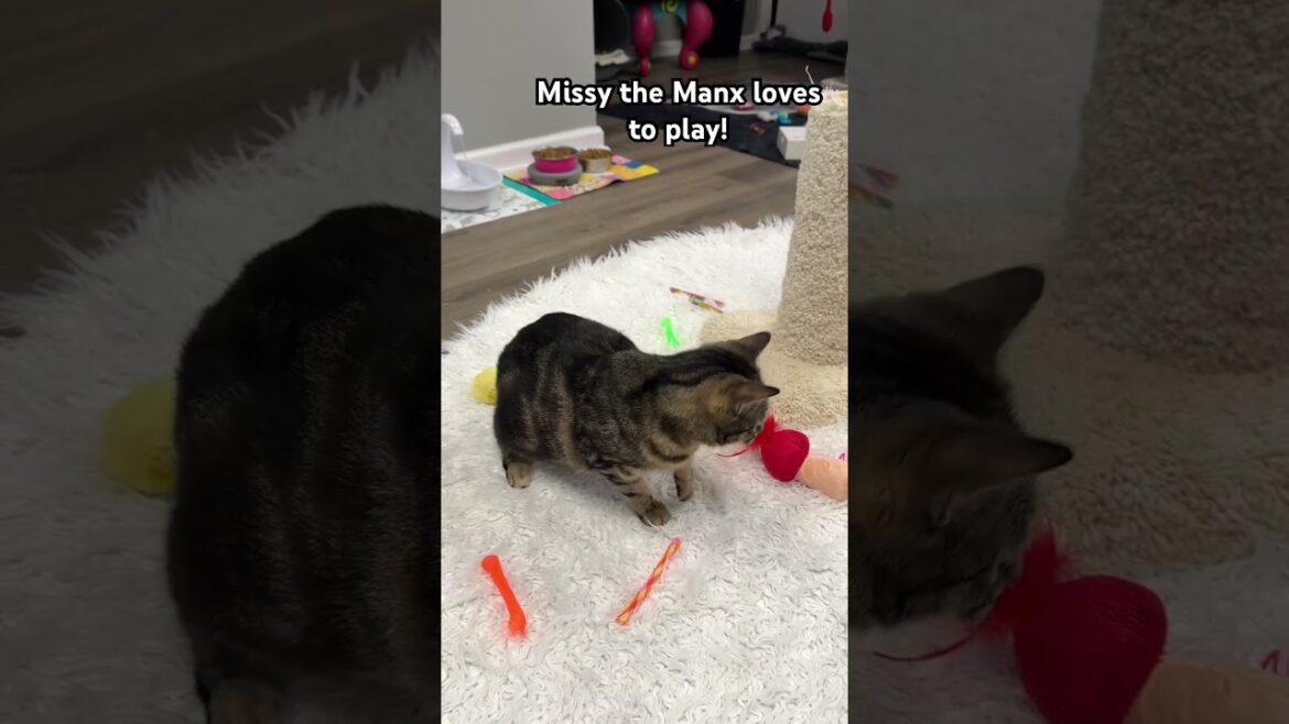 Missy the Manx #cats #ytshorts #trending #fancy #play #silly