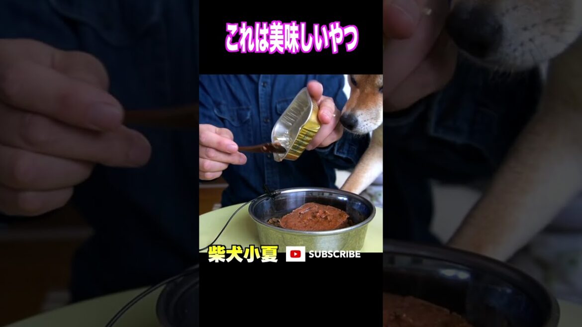 これは美味しいやつ #神戸 #柴犬 #shiba