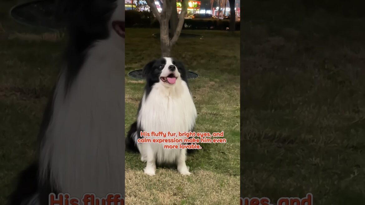 Cute Border Collie Sitting in the grass 😍 #dog #doglover #shorts